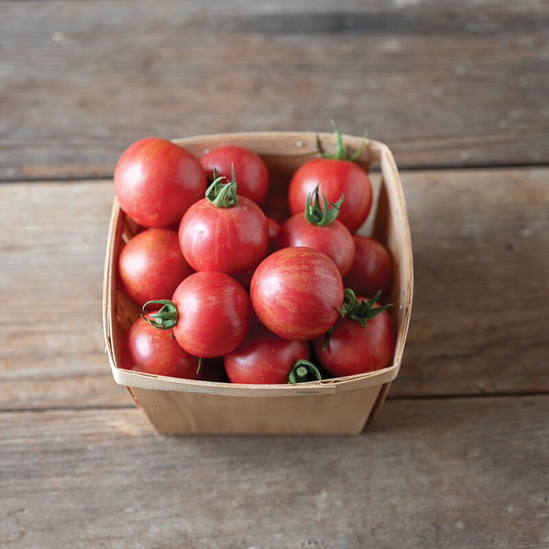 Tomate cerise Rose «Sunpeach» UNITÉ