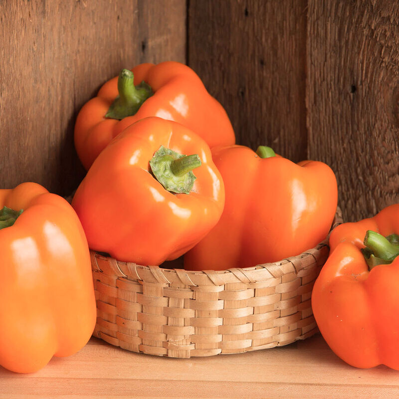 Poivron orange «Gourmet» UNITÉ