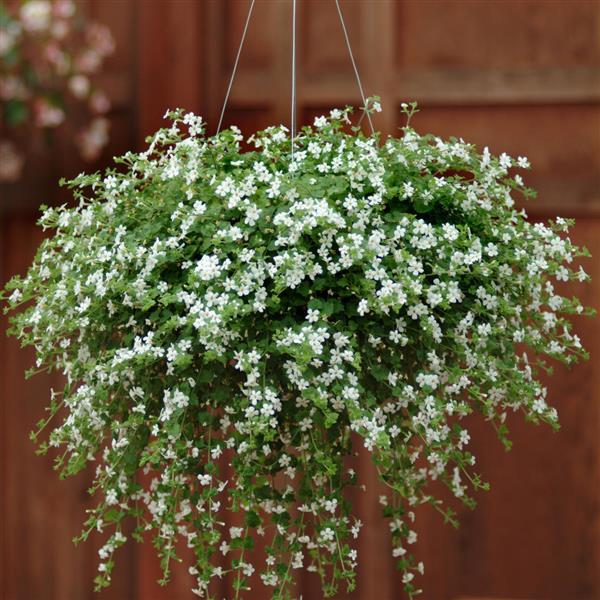 Bacopa blanc 6-PACK
