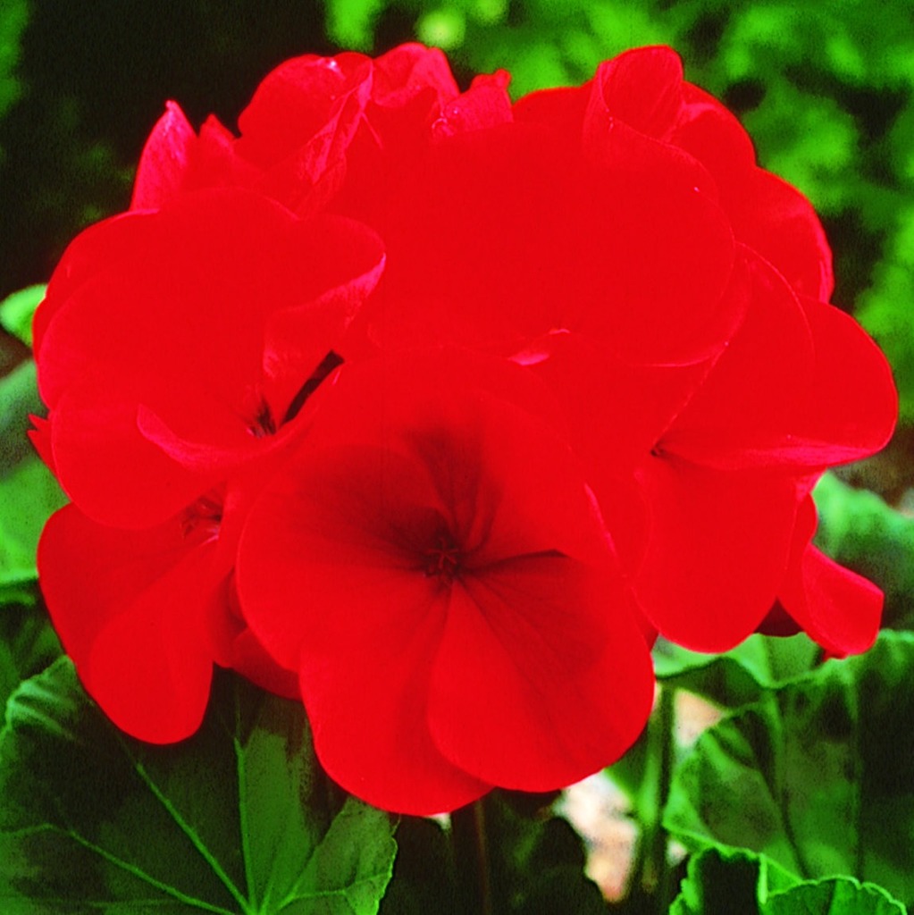 Géranium rouge 6-PACK