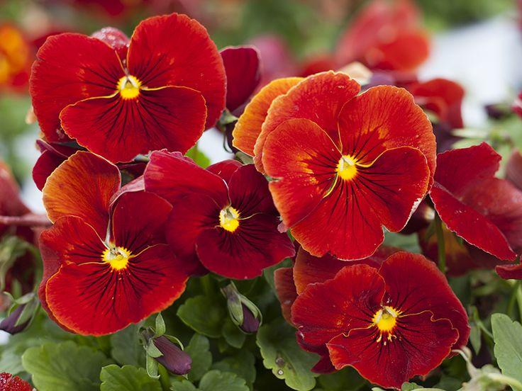 Pensée «Delta Classic Pure red» 9-PACK