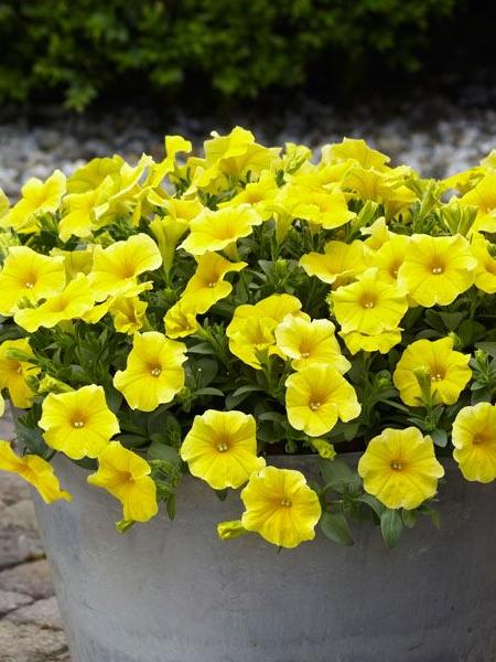 Petchoa jaune 6-PACK