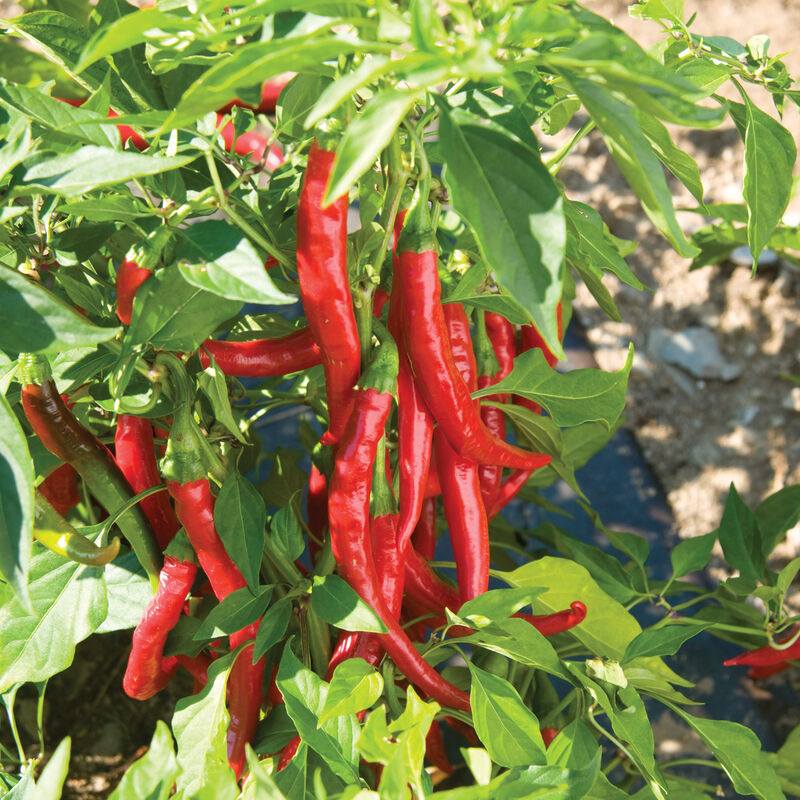 Piment fort Cayenne «Ring-O-Fire» UNITÉ