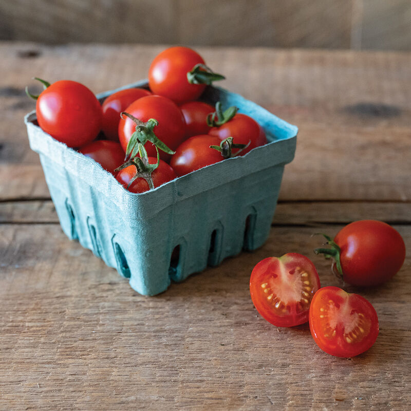 Tomate cerise Rouge «Bing» Pot 2 gallons