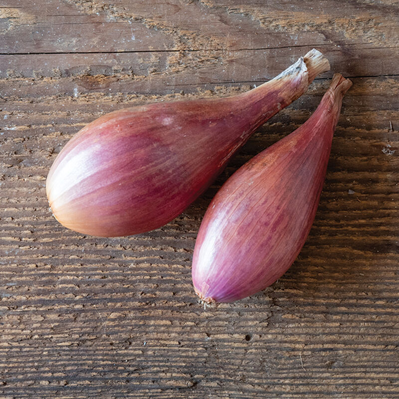 Echalote «crème brulée rose» BARQUETTE