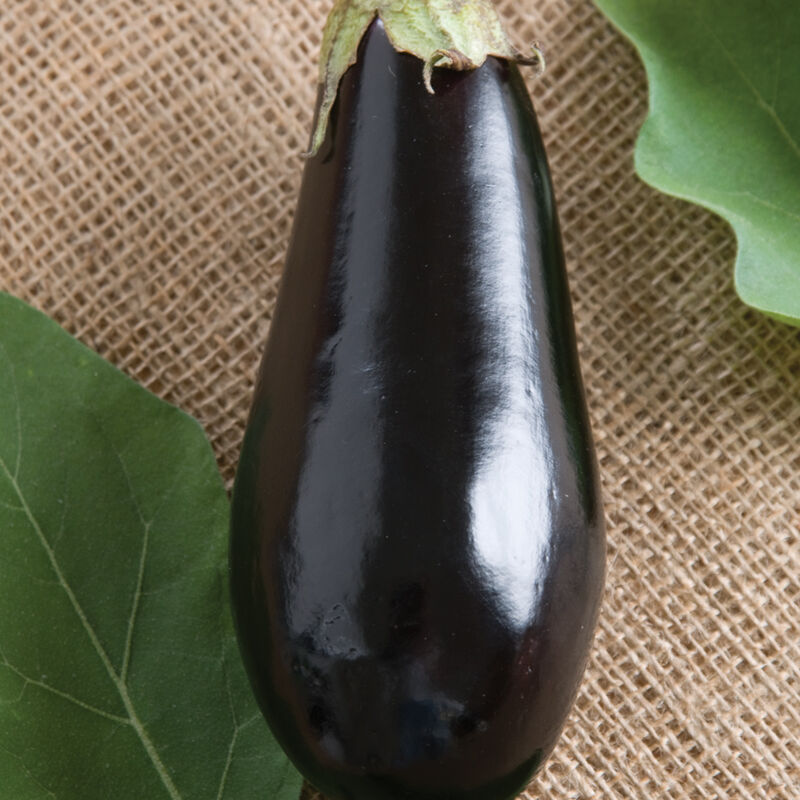 Aubergine «Triviata F1» UNITÉ