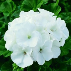 Géranium blanc 6-PACK