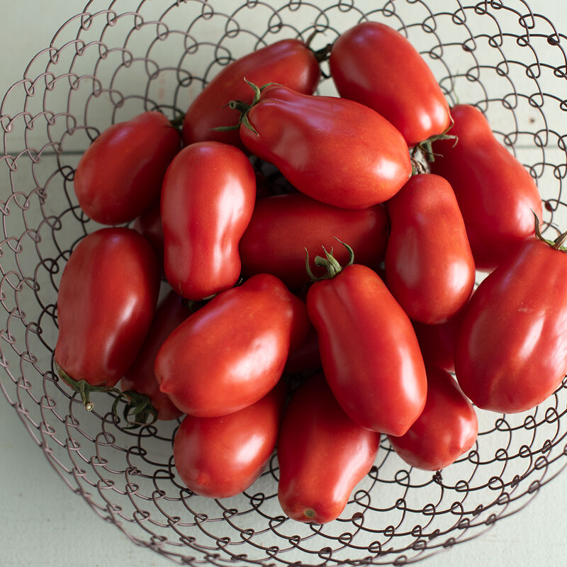 Tomate italienne «San Marzano» Pot 2 gallons
