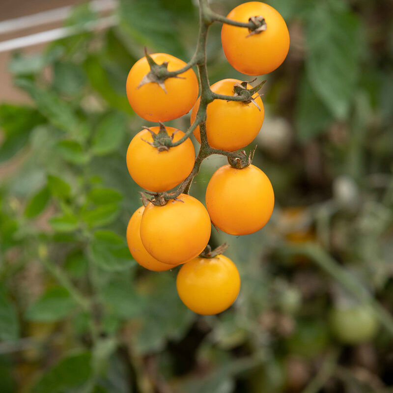 Tomate cerise Jaune «Gold Nugget» UNITÉ