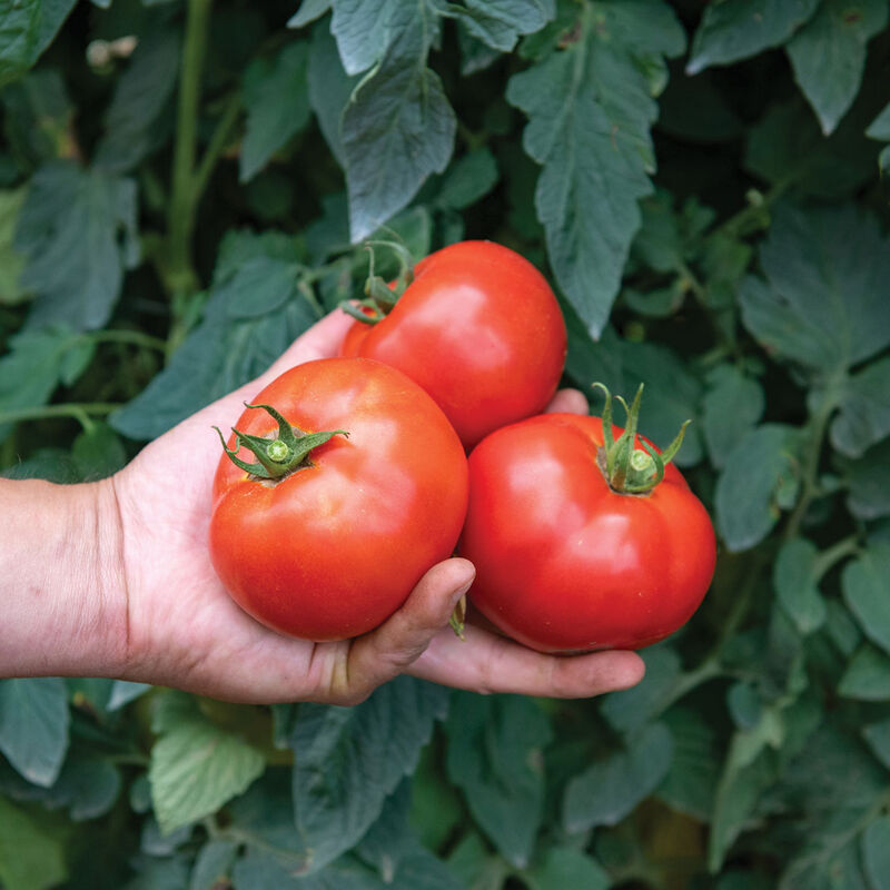 Tomate rouge «Celebrity Plus» Pot 2 gallons