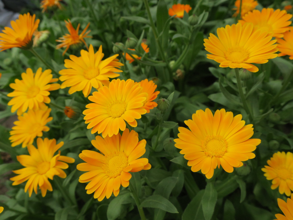 Calendule «Mandarin Twist» 9-PACK