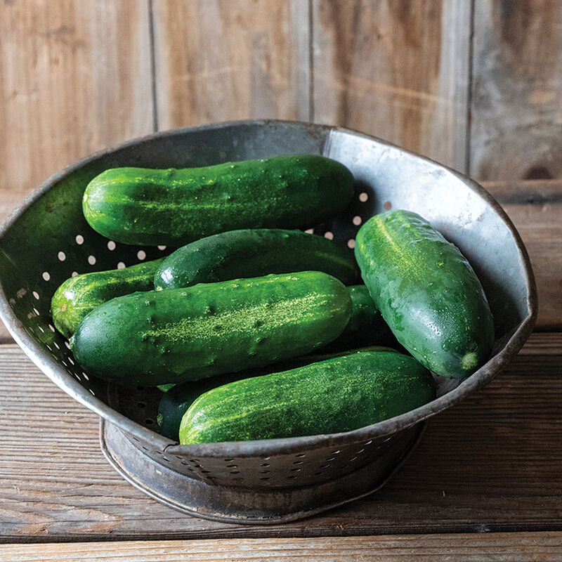 Concombre à marinade «National Pickling» BARQUETTE