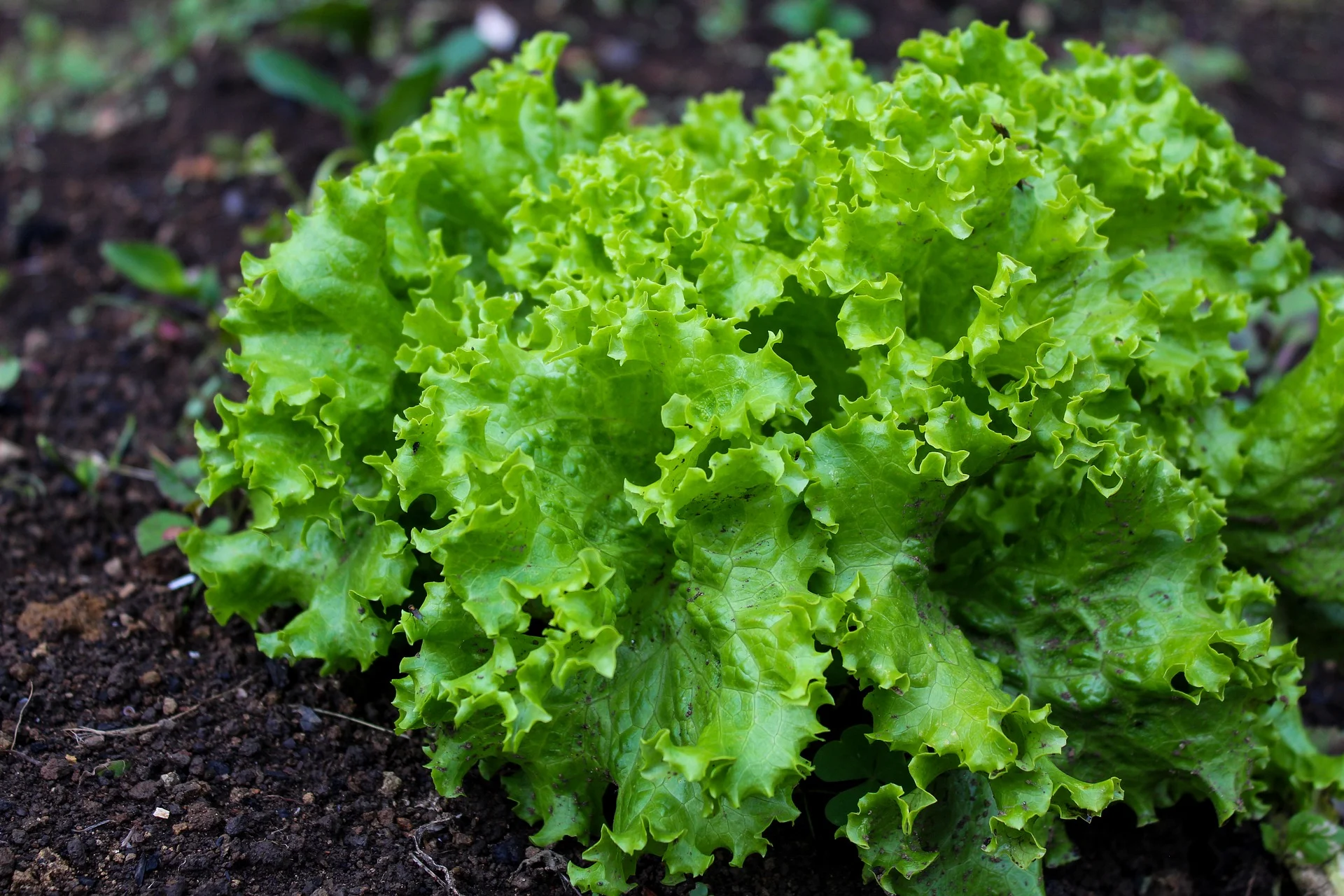Laitue Frisée «Grand Rapids» 9-PACK