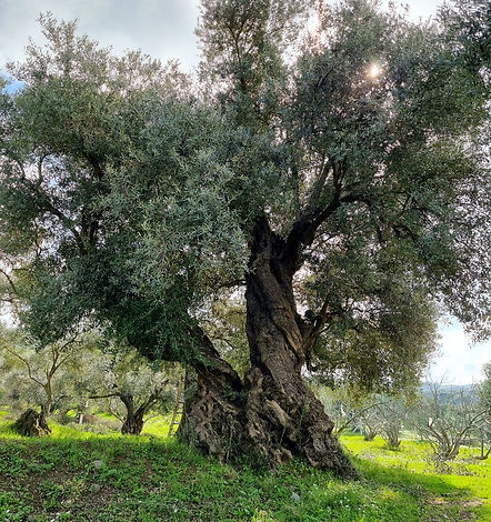 ABUHAYAT KADİM ÖLMEZ AĞAÇ