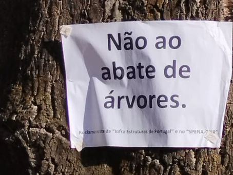 CIDADÃOS AVANÇAM COM AÇÃO POPULAR CONTRA CORTE DE ÁRVORES NA E.N. 114