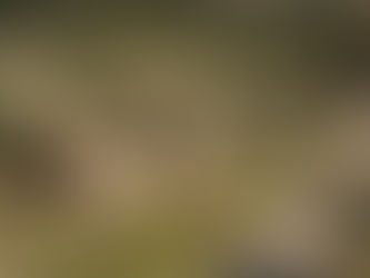 PARQUE DE CAMPISMO DOS OLHOS DE ÁGUA ABRE A 1 DE JULHO