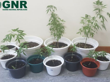 ESTAVA EM PRISÃO DOMICILIÁRIA E CULTIVAVA CANÁBIS EM CASA