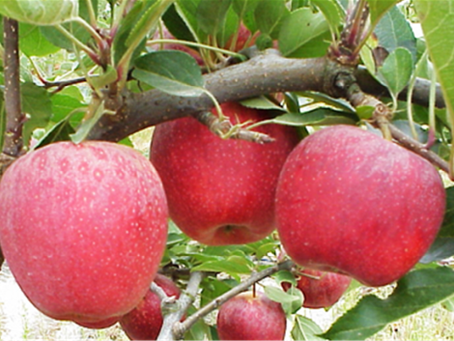 MAÇÃ DE ALCOBAÇA COM QUEBRA DE 10% NA PRODUÇÃO DEVIDO À SECA