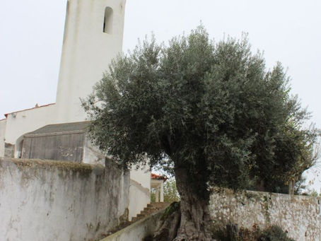 OLIVEIRAS DE SÃO JOÃO DA RIBEIRA ACEITES PARA CONCURSO DA ÁRVORE DO ANO 2024