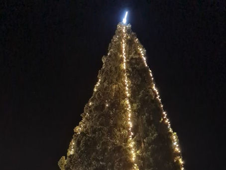 ALCOBERTAS TEM ÁRVORE DE NATAL NATURAL COM 24 METROS DE ALTURA 