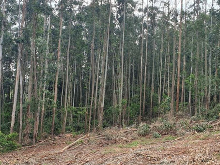 RIO MAIOR: HOMEM FICA FERIDO COM GRAVIDADE APÓS SER ATINGIDO POR EUCALIPTO QUE CORTAVA 