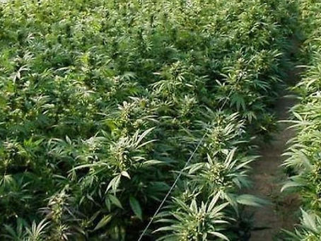 SANTARÉM: PJ DESMANTELA ESTUFA DE CANÁBIS INSTALADA EM ARMAZÈM DE GRANDES DIMENSÕES