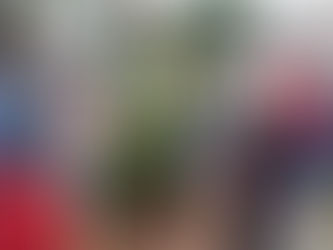 CÂMARA DE RIO MAIOR ASSINALA O DIA DA ÁRVORE COM A PLANTAÇÃO DE PINHEIROS DE NATAL