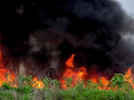 RIO MAIOR: INCÊNDIO EM SUINICULTURA DE MALAQUEIJO DESTRÓI PAVILHÃO E MATA CERCA DE 600 LEITÕES 