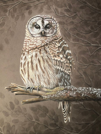 Barred owl sitting on a lichen covered branch