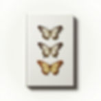 The Secret Life Butterflies