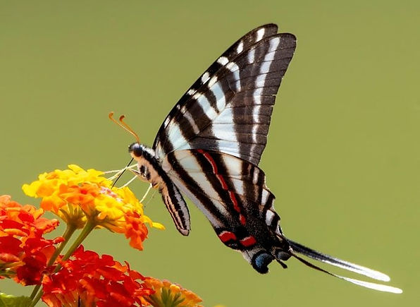 butterfly zebra NICE.jpg