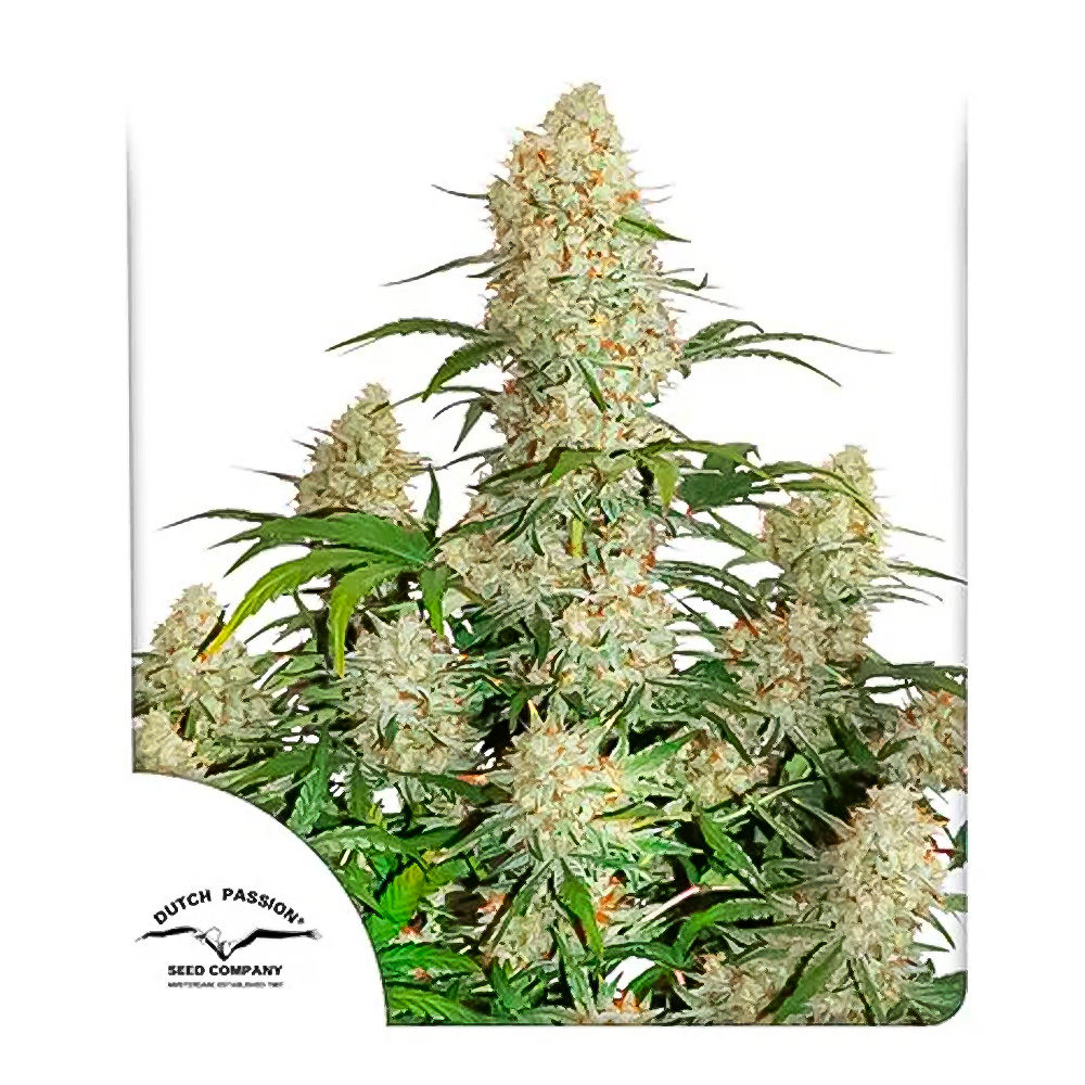 A. CRITICAL ORANGE PUNCH