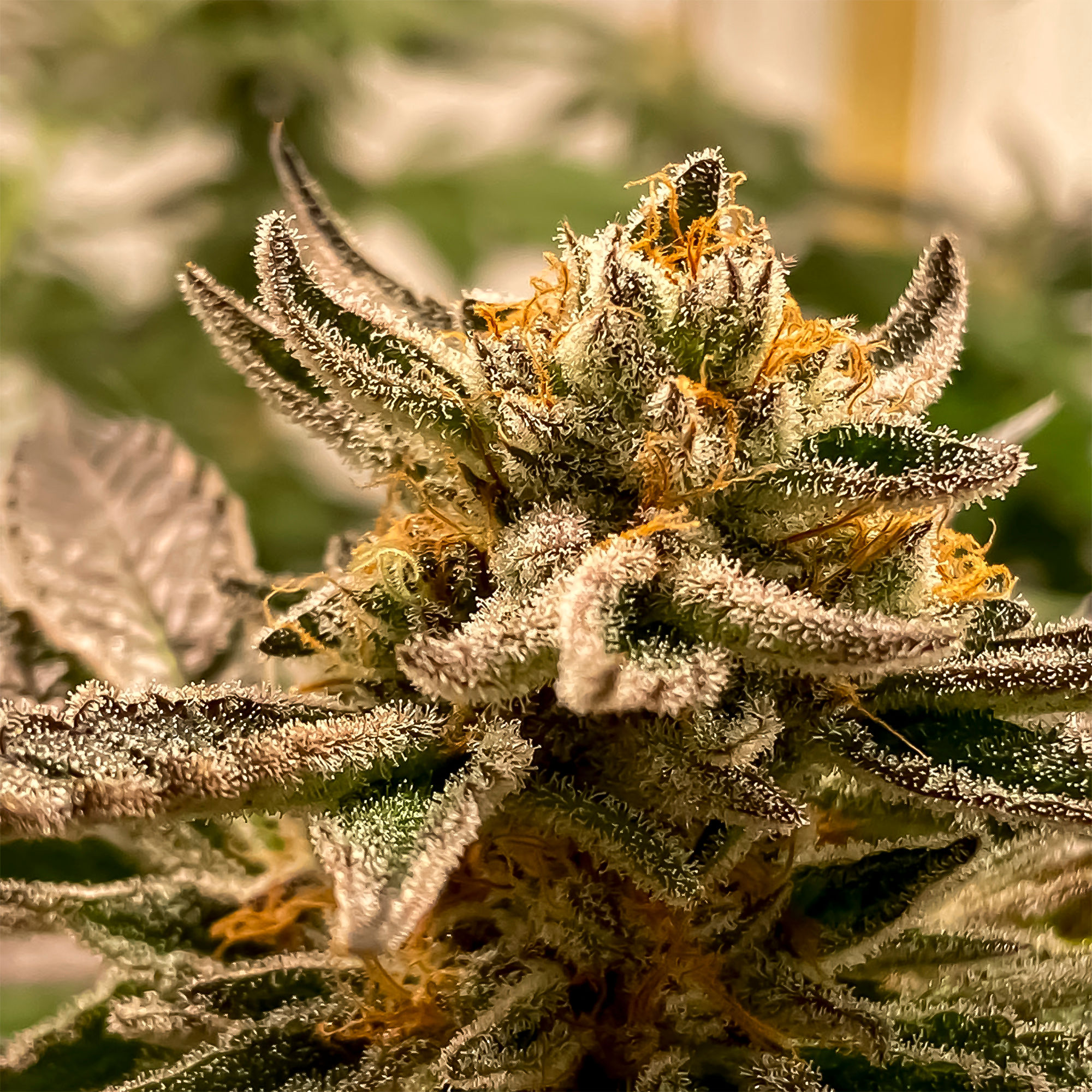 RKIEM SEEDS SUBLIMATOR AUTO