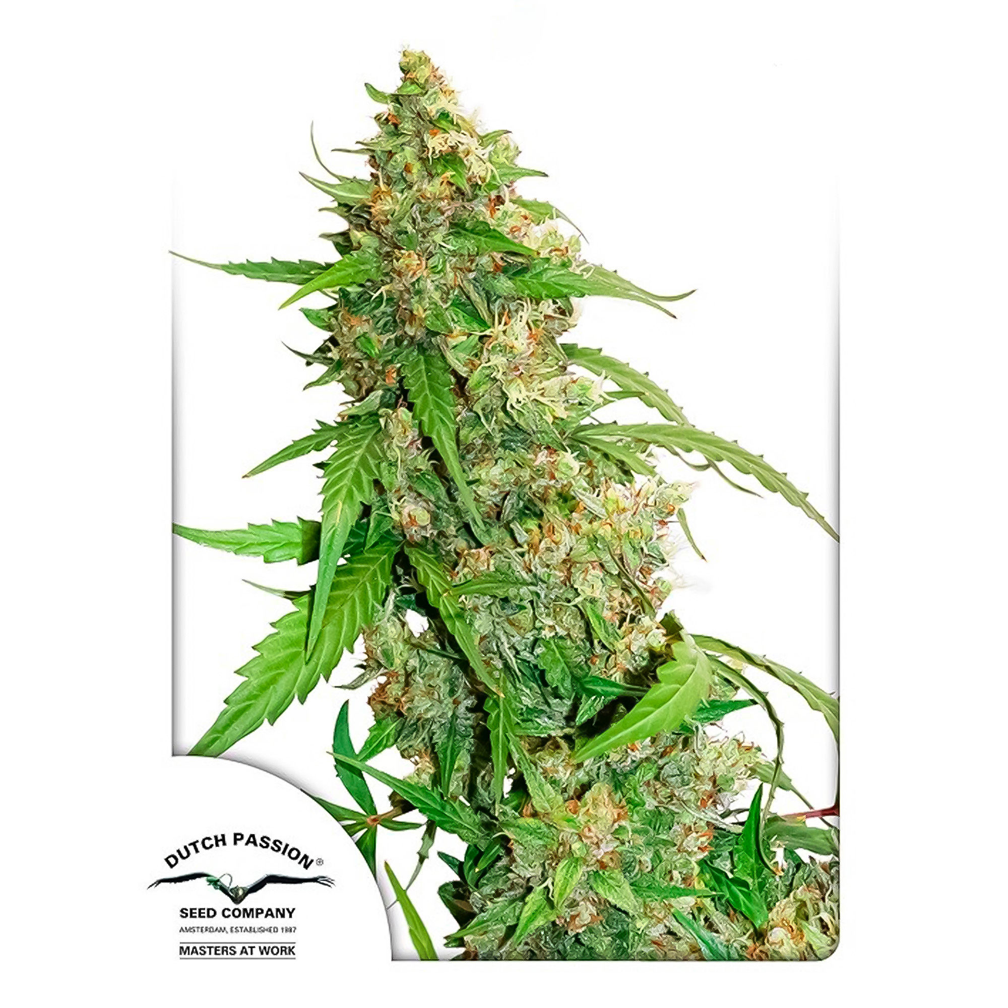 CBD AUTO COMPASSION LIME X 3