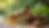 Close-up view of Ayurvedic herbs and natural pet care products arranged on a wooden surface