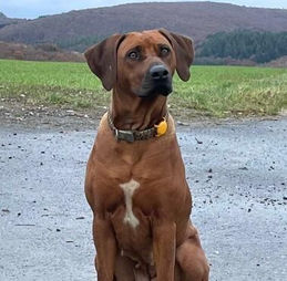 IMG-20211122-WA0002 (1).jpg