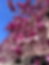 magnolia flowers at Tsinghua University in Beijing