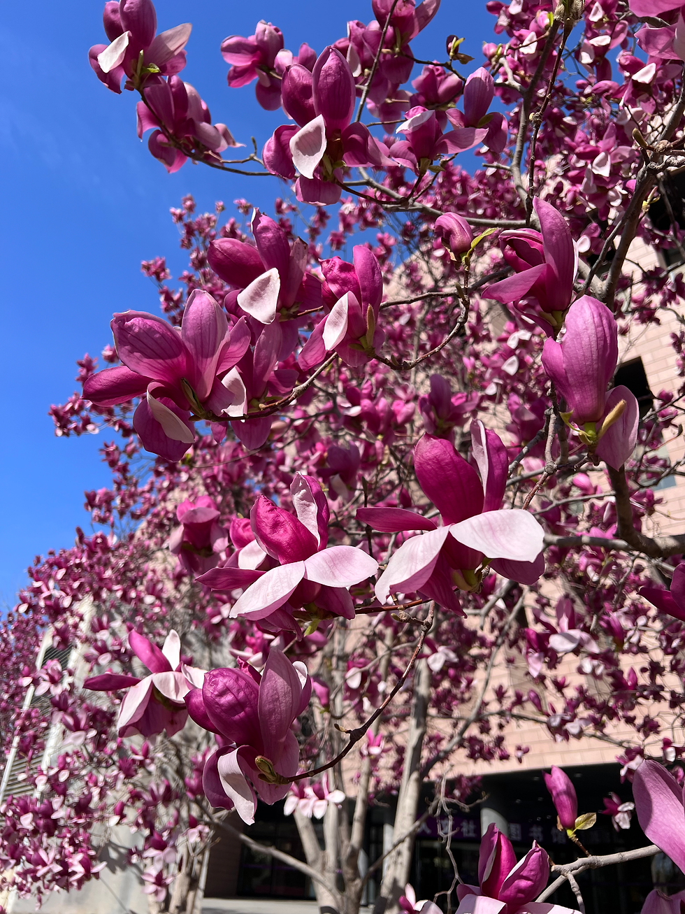 magnolia flowers at Tsinghua University in Beijing