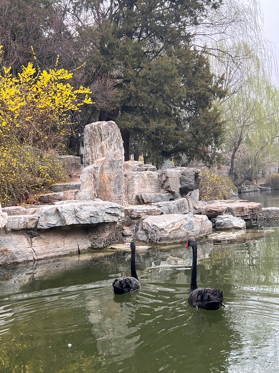 Two swans at tsinghua university's lotus pond