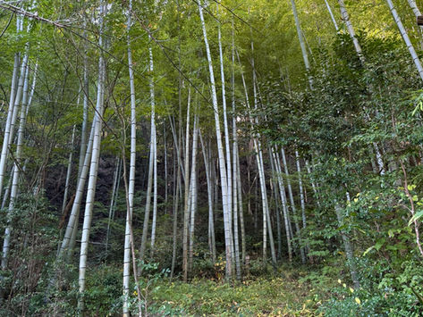 The Bamboo at the Temple