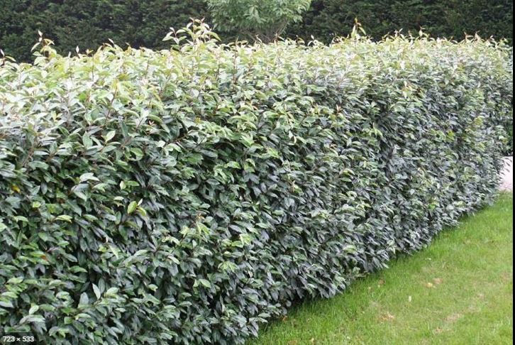 Thumbnail: Olijfwilg haagplanten potgekweekt 40-60 cm