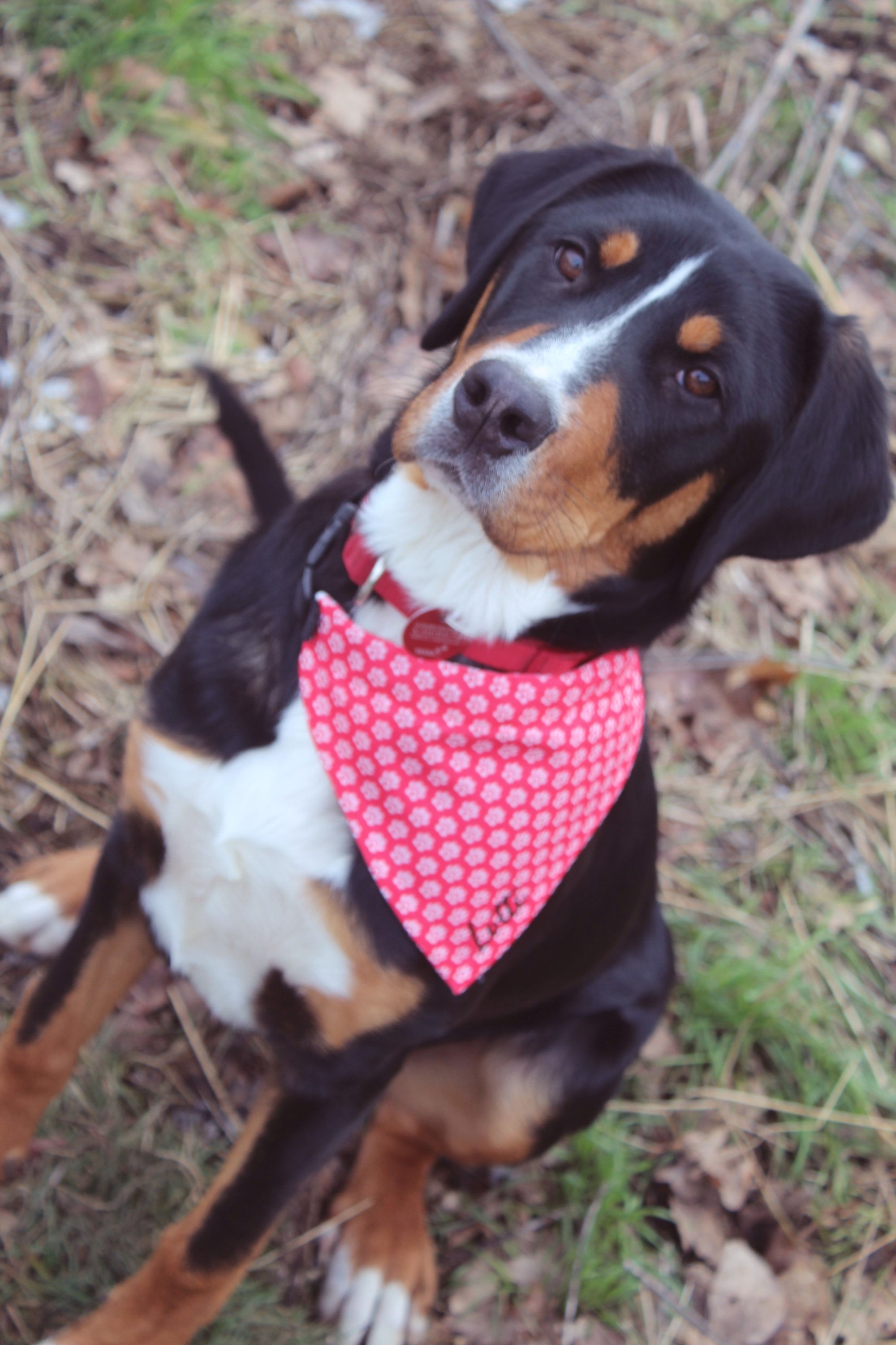 Hundehalstuch "Lotti"