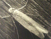 Clothes-Moth-Pest-Control.gif