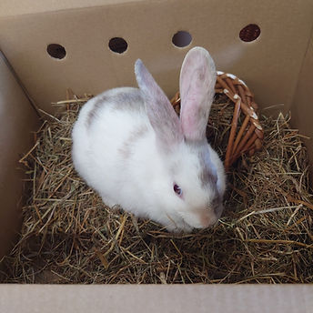 Rosie new in box.JPG
