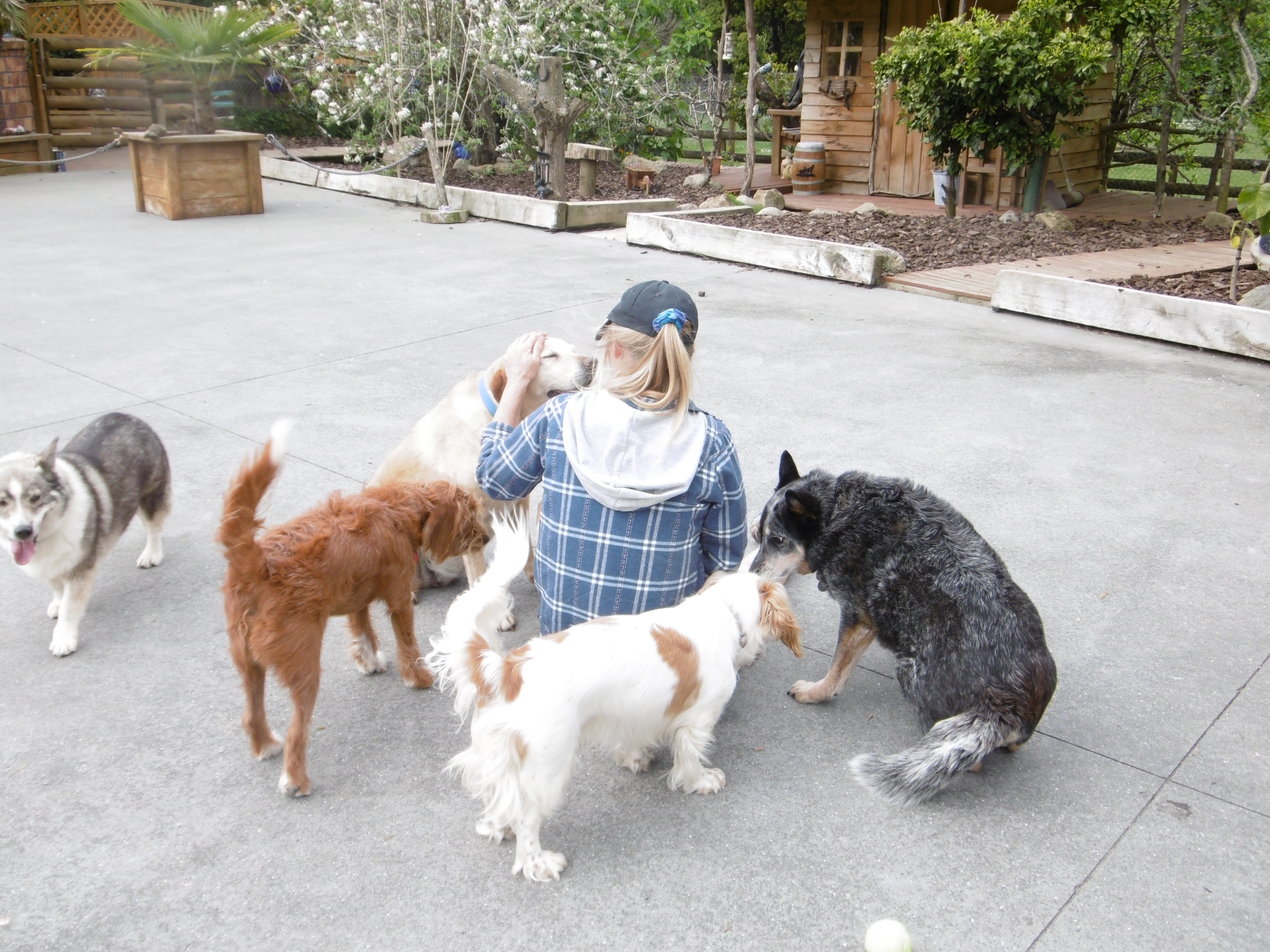 Marnis Home Sweet Home Doggy Day Care