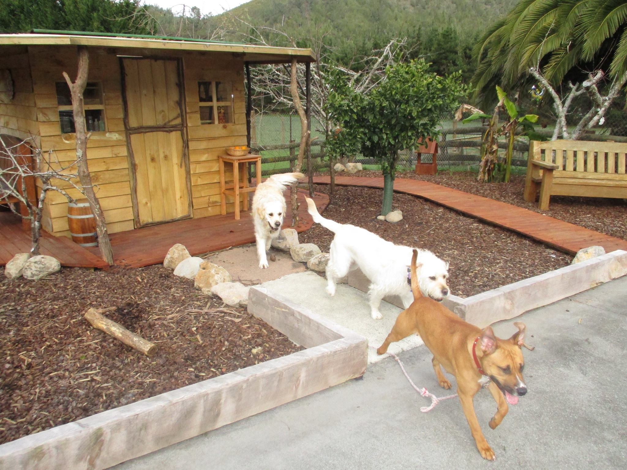 marnis-home-sweet-home-doggy-day-care