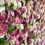 Thumbnail: flower wall, pink flower wall, blush flower wall, flower wall hire, bright pink flower wall