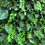 Thumbnail: tropical flower wall, green flower wall, foliage wall, grass wall, flower wall