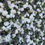 Thumbnail: ivory flower wall, Foliage flower wall, ivory and grey flower wall, wedding flower wall