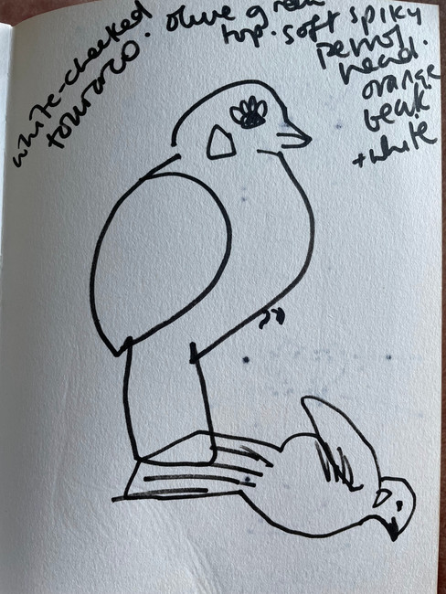 bird drawings by Suzie Cumming Art